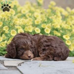 Princess, Cavapoo Puppy